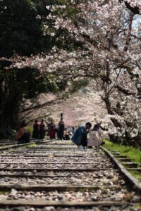 Fukuoka to Kyoto 7-Day Customizable Private Cherry Blossom Tour