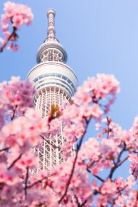 Tokyo Cherry Blossoms Private Tour