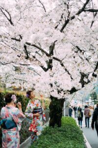 Kyoto Cherry Blossoms Private Tour