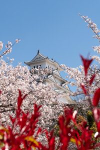 Kyoto to Tokyo 7-Day Cherry Blossom Tour with Hotel Accommodation