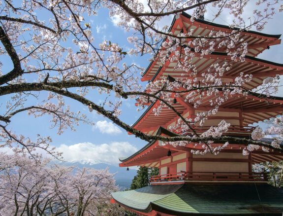 Sakura-Viewing