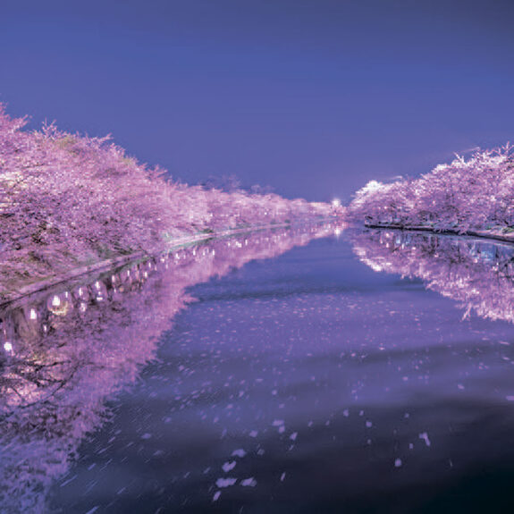 Hirosaki Cherry Blossom Festival