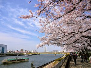 Cherry Blossom Viewing on the Yakatabune