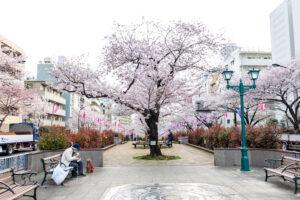 Hidden Sakura Spots in Tokyo
